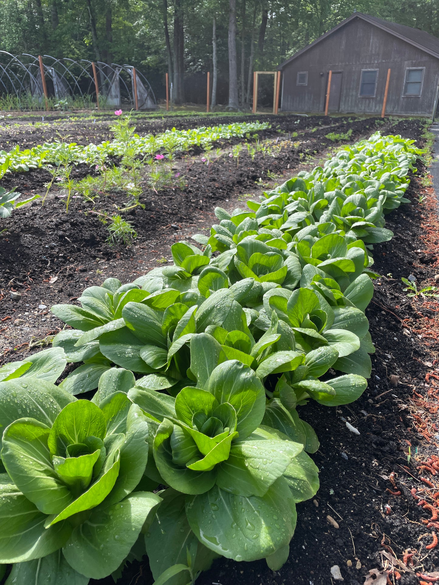 Bok Choi