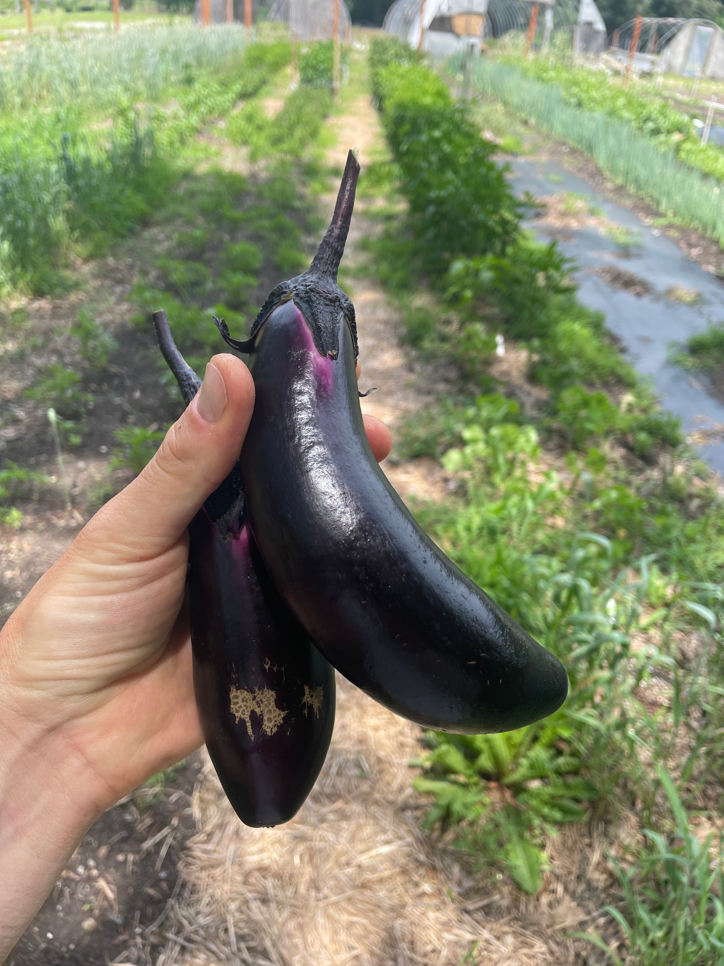 Japanese Eggplant