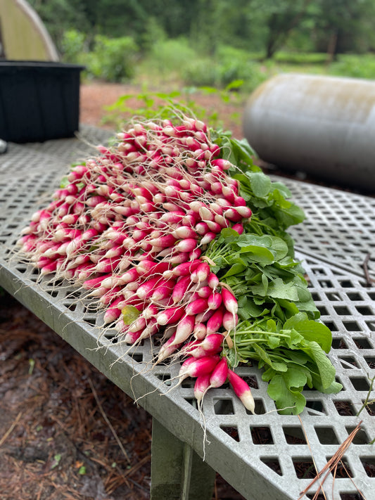 French Breakfast Radishes