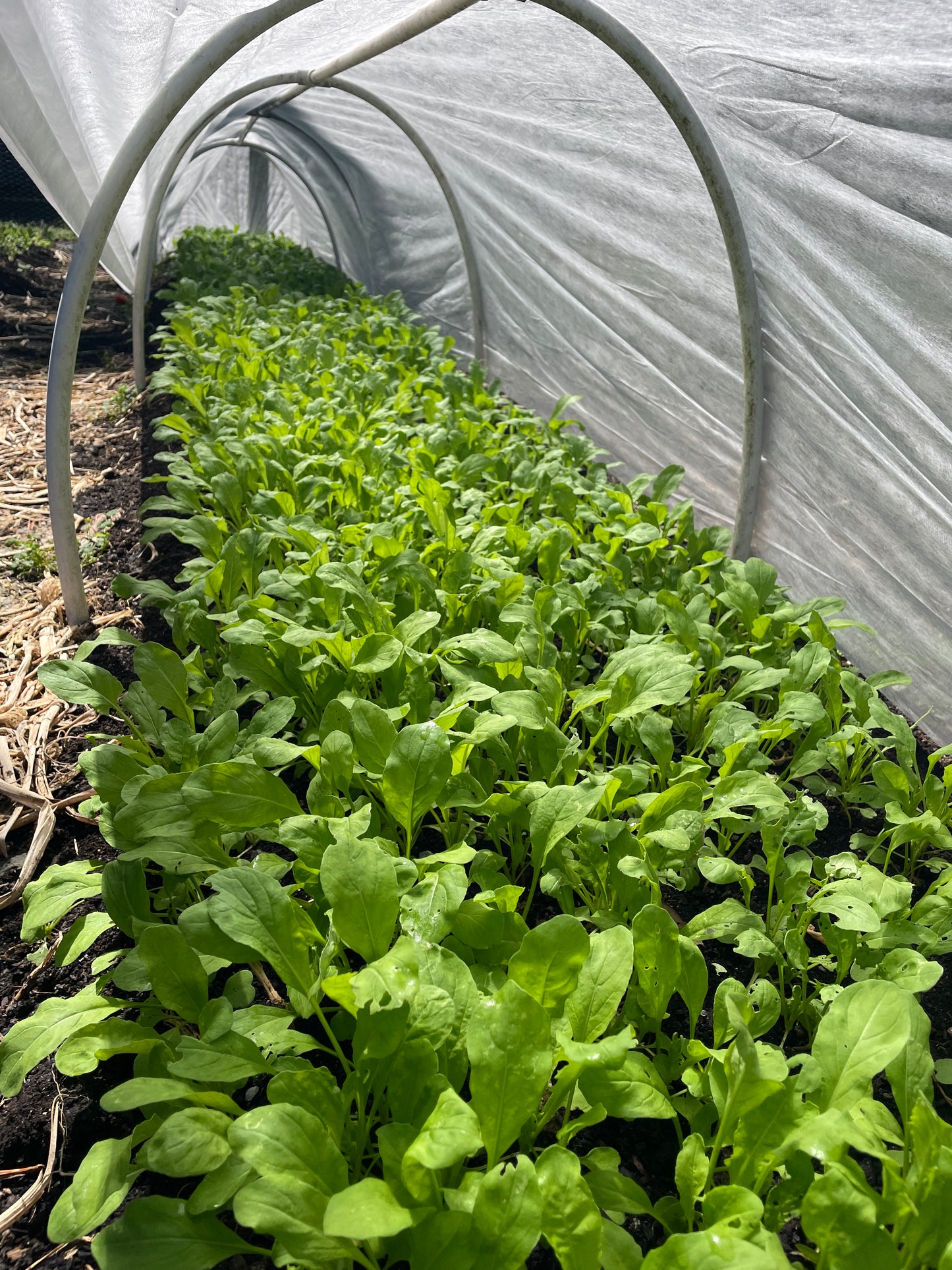 Arugula