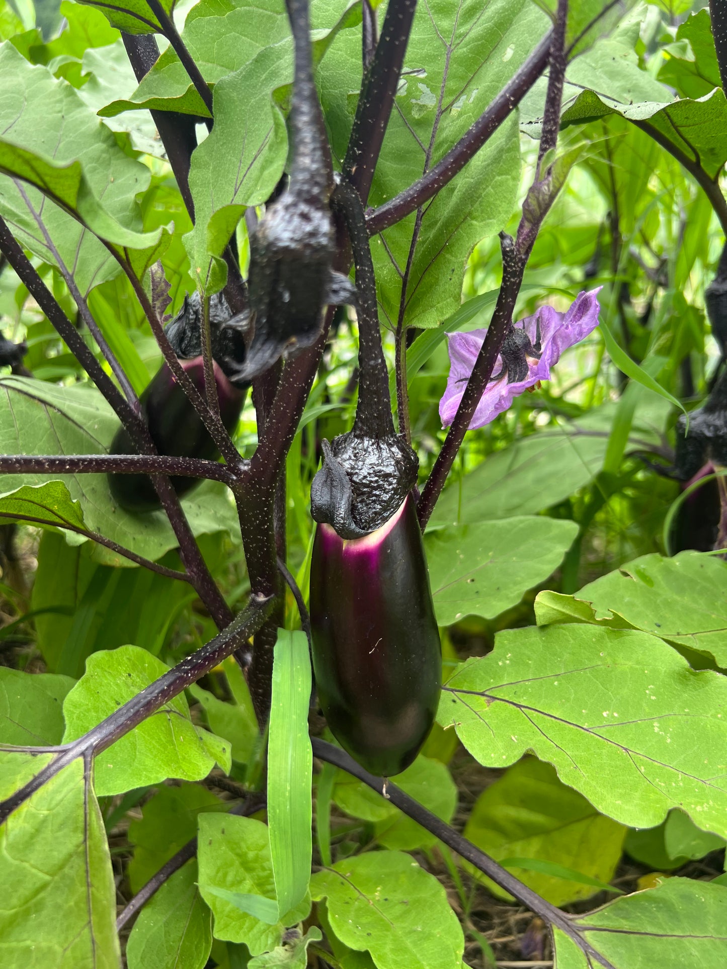 Japanese Eggplant