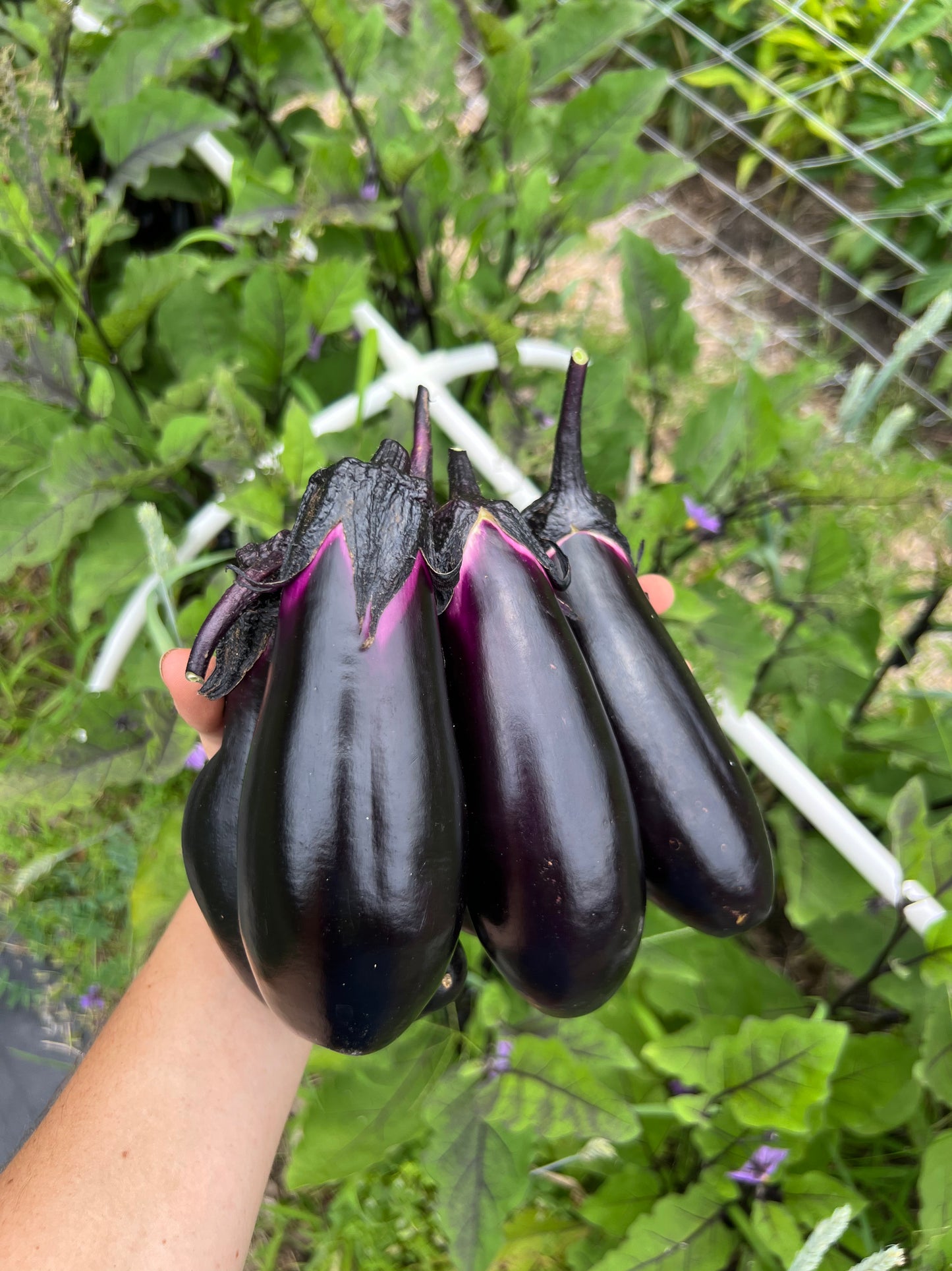 Japanese Eggplant